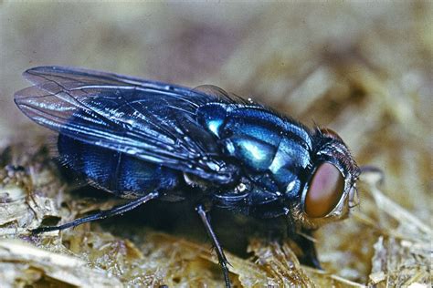 metallic blue house fly|blue bottle fly insects.